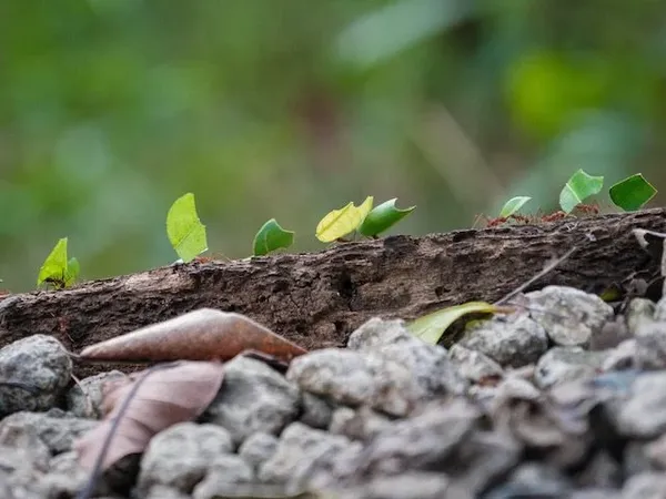 thumbnail for Generative AI in the Workplace Is Inevitable. Planning for It Should Be Too