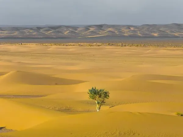 thumbnail for Building a Resilient Organization for Turbulent Times